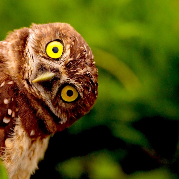 Ashley_Owl - Picture 1 of 1